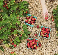 Erdbeeren auf Stroh