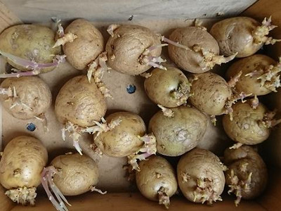 Kartoffeln zu Hause vorkeimen lassen Kartoffeln zu Hause vorkeimen lassen