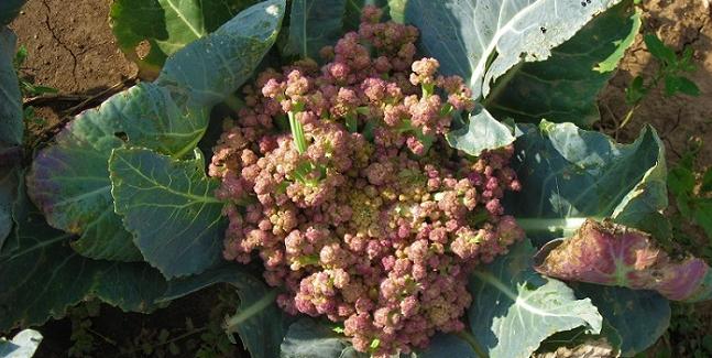 Blumenkohl geht in die Blüte