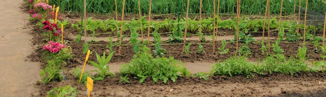Der Vorzeigegarten von Familie Kitzing