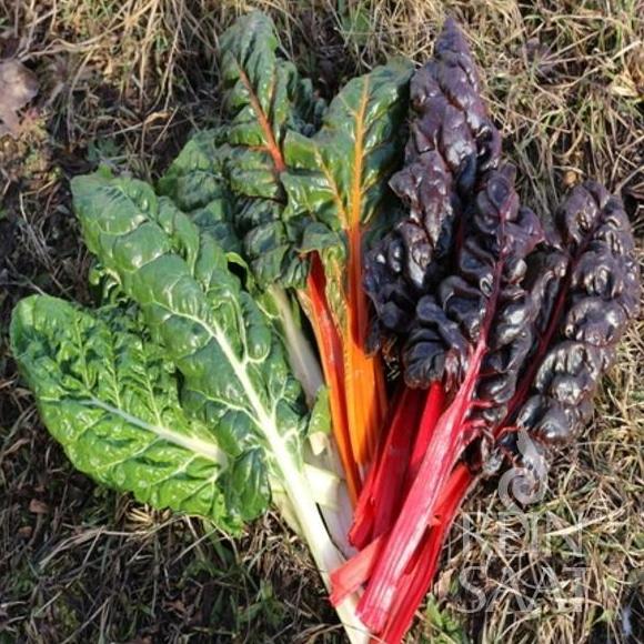 meine ernte: Mangold anbauen, pflegen, ernten und lagern
