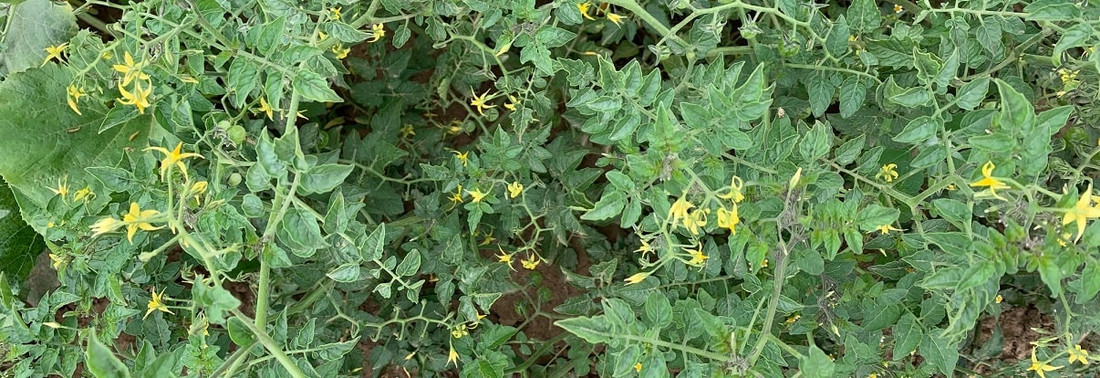 Wildtomate Gelbe Johannisbeere noch unreif