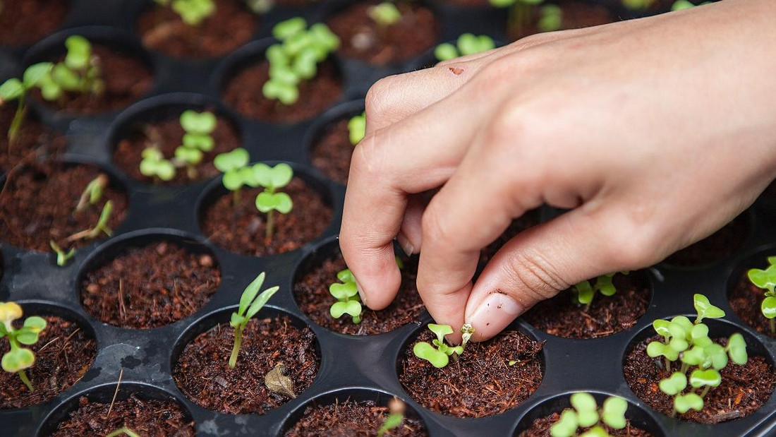 Meine Ernte Basilikum Anbauen Pflegen Ernten Und Lagern