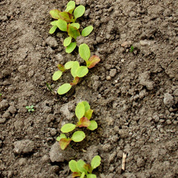 Salate sind Lichtkeimer