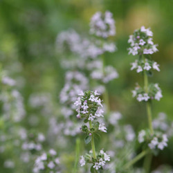 Thymian in Blüte