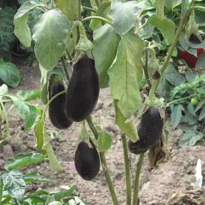 meine ernte auberginen anbauen pflegen ernten und lagern