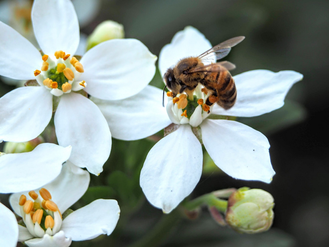 Bienen bestäuben auch die Blüten von Obst und Gemüse zuverlässig