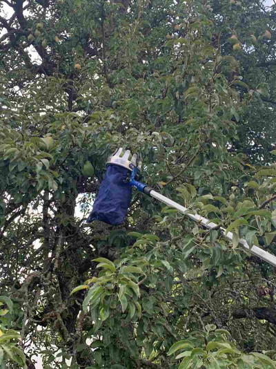 Reife Birnen am Baum