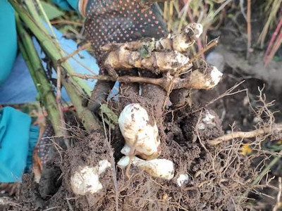 Meine Ernte Topinambur Anbauen Pflegen Ernten Und Lagern