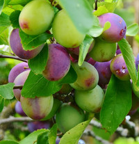 Pflaumen am Baum