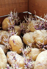 vorgekeimte Kartoffeln