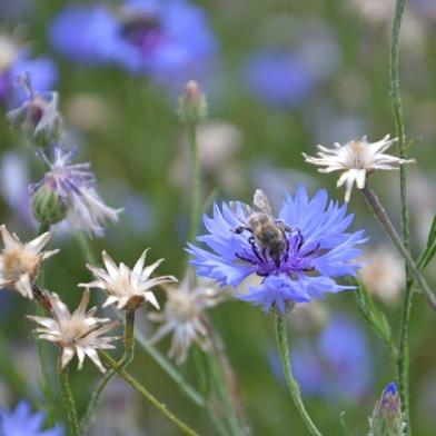 Kornblumen locken Insekten an