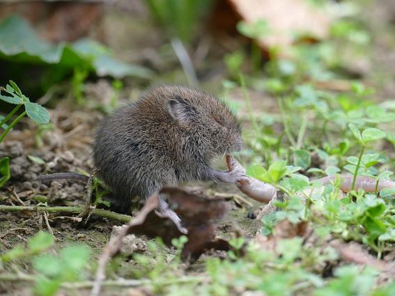 Meine Ernte Wuhlmaus