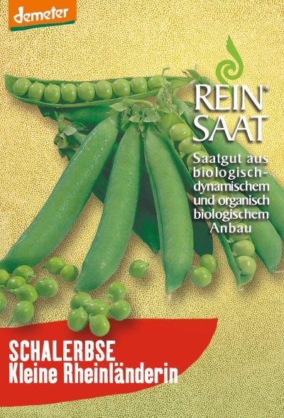 Erbse Kleine Rheinländerin