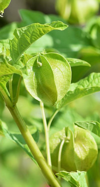Pflanze Physalis nicht an einem Ort, an dem vorher ein Nachtschattengewächs stand