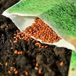 Manche Sorten kannst du direkt ins Beet säen
