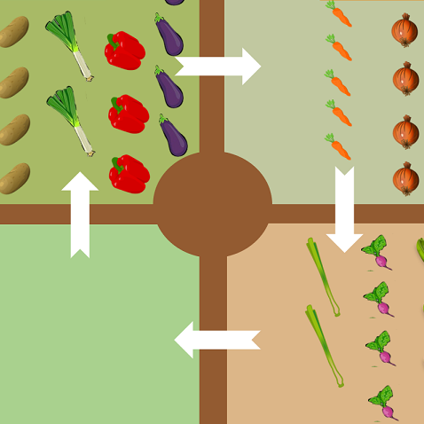 Grafik Fruchtfolge im Gemüsebeet