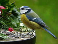 Winterfutter für Vögel