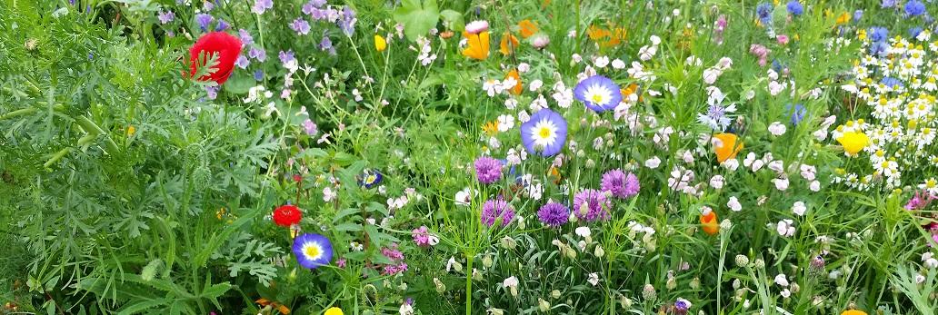 Blumenwiese