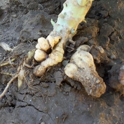 Kohlhernie - knollenartige Verdickungen an der Wurzel