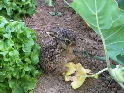 Kaninchen im Gemüsebeet
