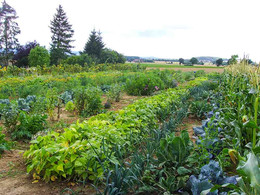 Gemüsegarten im Frühsommer