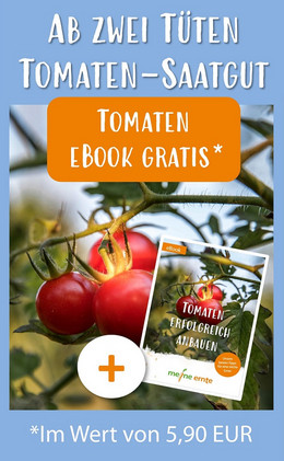 Zum Bio Tomaten-Saatgut