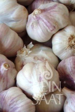 Meine Ernte Anfangerfreundlich Gartnern Die 8 Einfachsten Gemusesorten