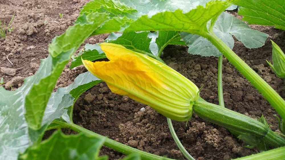 Meine Ernte Zucchini Anbauen Pflegen Ernten Und Lagern
