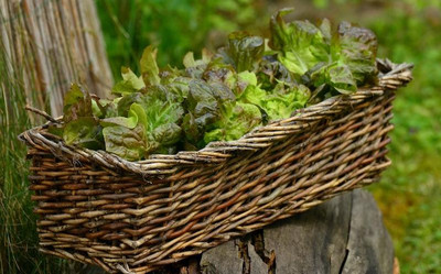 Bei Pflücksalat musst du nur die einzelnen Blätter abzupfen