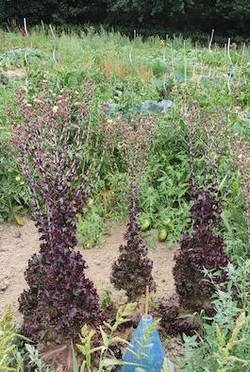 Bei mehr als 12 Stunden Sonnenlicht schießt Salat