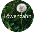 Weiter zu Löwenzahn