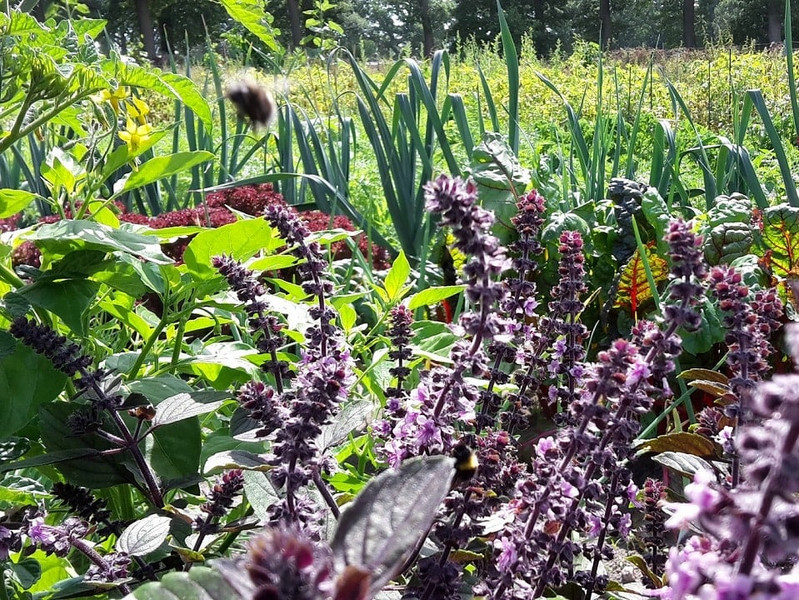 Meine Ernte Miete Deinen Garten In Hamburg Norderstedt
