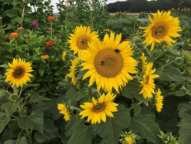 Meine Ernte Miete Deinen Gemusegarten In Frankfurt