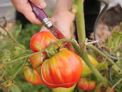 Tomate ernten mit Opinel-Messer