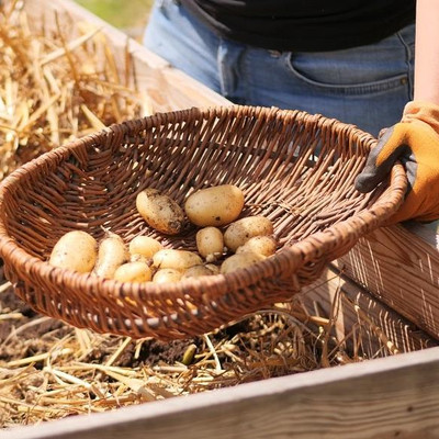 Ernte im Kartoffel-Hochbeet Ernte im Kartoffel-Hochbeet