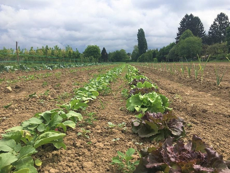 Meine Ernte Miete Deinen Garten In Stuttgart Mohringen