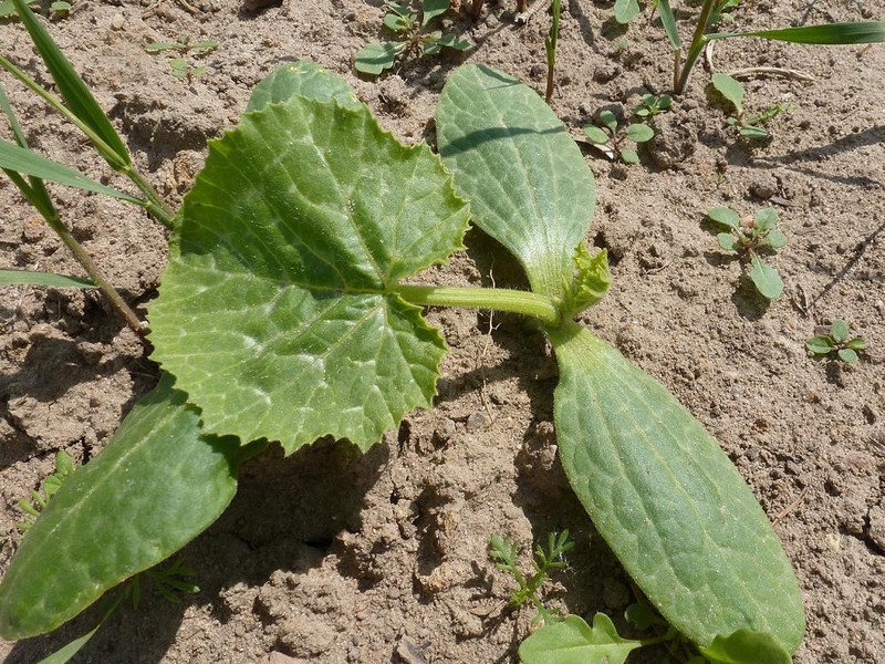 Meine Ernte Kurbis Anbauen Pflegen Ernten Und Lagern