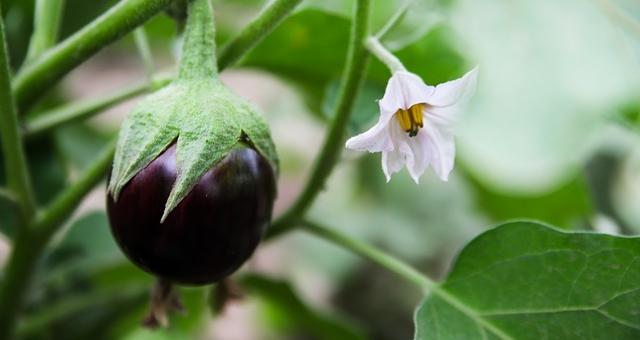 kleine Aubergine mit Blüte kleine Aubergine mit Blüte