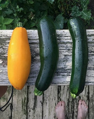 bunte Zucchiniauswahl bunte Zucchiniauswahl