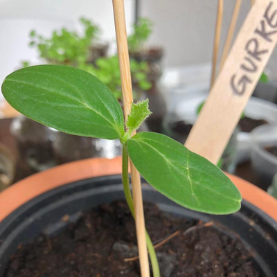 Gurke frisch gekeimte Jungpflanze