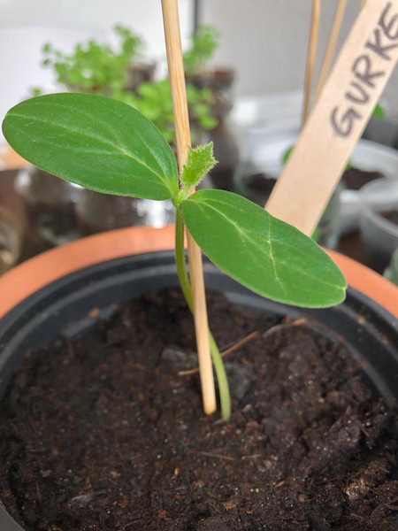 Meine Ernte Landgurken Anbauen Pflegen Ernten Und Lagern