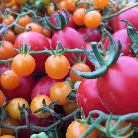 Fehler beim Tomatenanbau