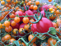 Tomaten