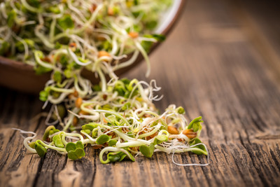 frische Sprossen aus dem Glas frische Sprossen aus dem Glas
