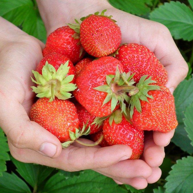 Eine Handvoll Erdbeeren