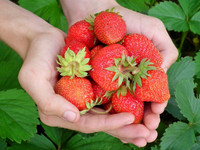 eine Handvoll Erdbeeren