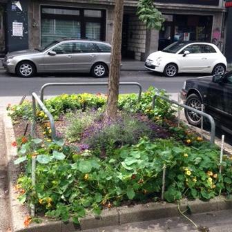 Bepflanzte Baumscheibe in der Stadt
