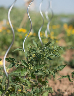 Tomaten brauchen Rankhilfen
