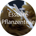 Weiter zu Essbare Pflanzenteile